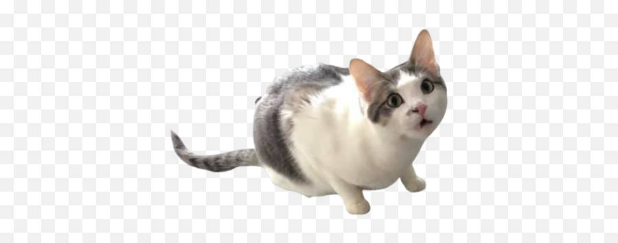 Brock Wilbur On Twitter My Wifeu0027s Boss Made Our Cat Into A - Domestic Cat Emoji,Pushing Emoji
