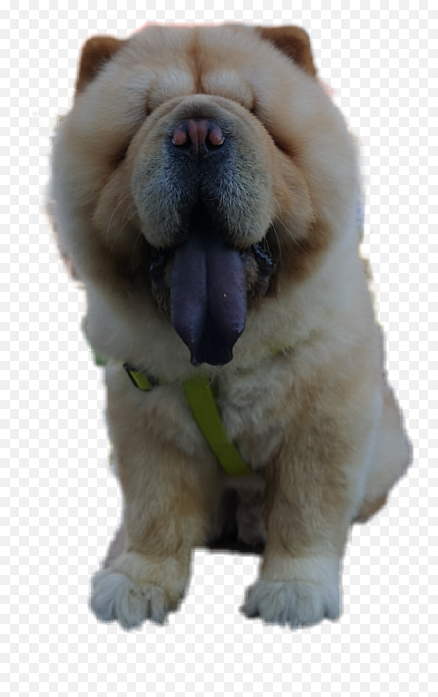 Discover Trending - Chow Chow Emoji,Chow Chow Emoji