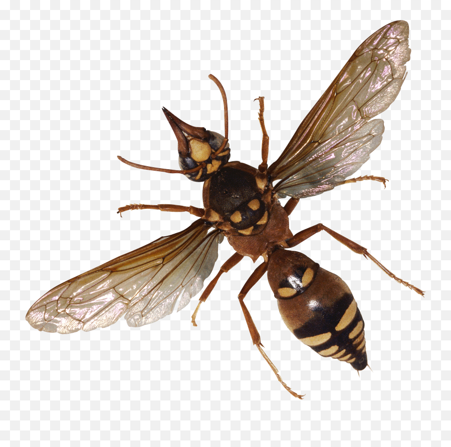 Dead Fly Hd - Bugs Png Emoji,Dead Bug Emoji