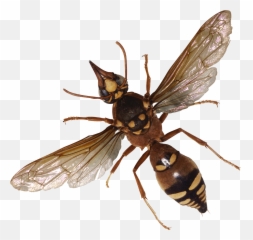 Dead Fly Hd - Bugs Png Emoji,Dead Bug Emoji
