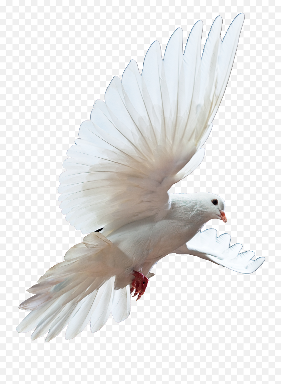 Life Of Joseph Friendship With God - Free Dove White Background Emoji,Roman God Of Emotion