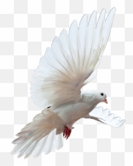 Life Of Joseph Friendship With God - Free Dove White Background Emoji,Roman God Of Emotion