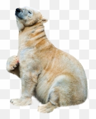Bear Arctic Predator Polar Bear - Polar Bear Emoji,Ice Bear Showing Emotion