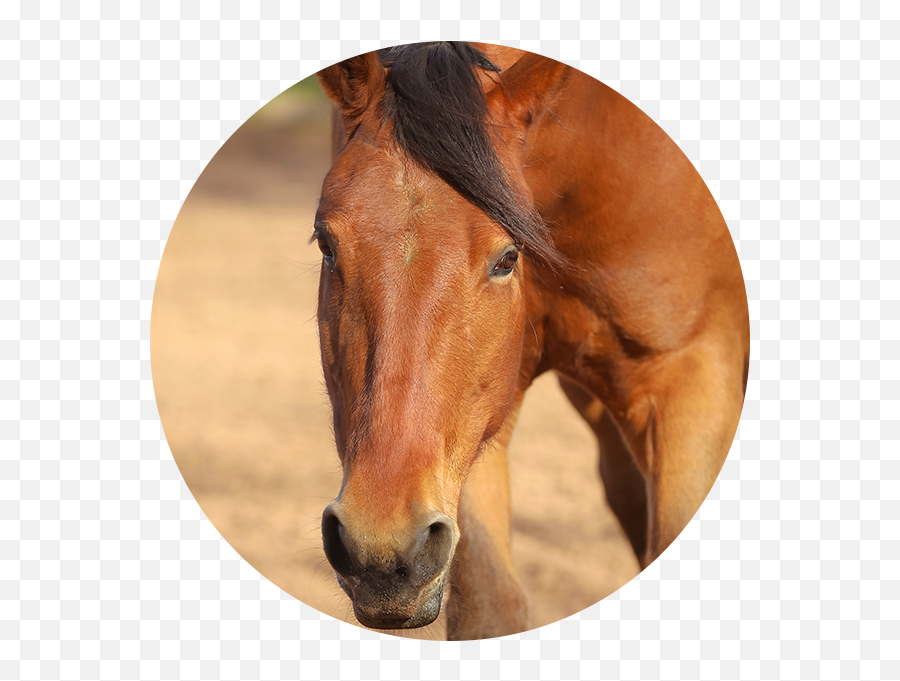 The Hooves And - Sorrel Emoji,The Emotion Code Healing Horses