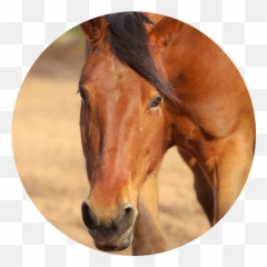 The Hooves And - Sorrel Emoji,The Emotion Code Healing Horses