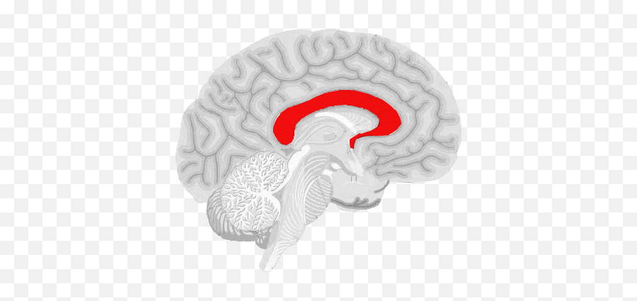 Chapter 2 Biology Flashcards Cheggcom - Corpus Callosum Transparent Emoji,Parts Of The Limbic System Involved In Emotion