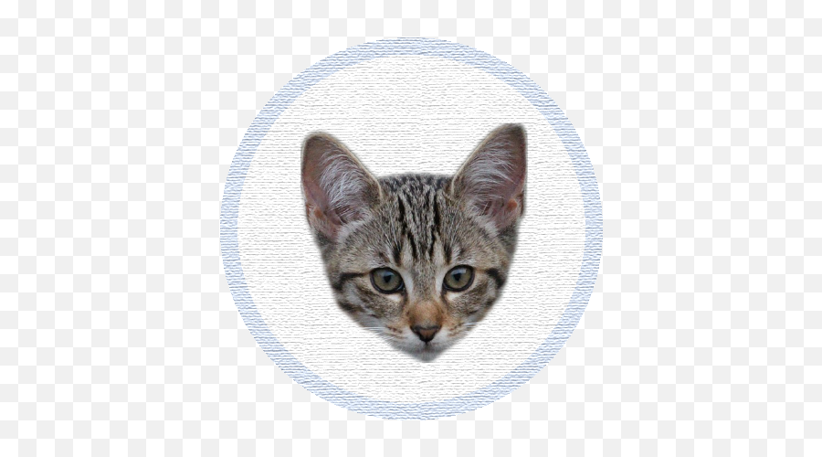 Oscum - Adoptar Gato De La Calle Emoji,Grey Tabby Emoticons