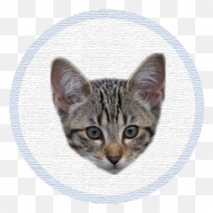 Oscum - Adoptar Gato De La Calle Emoji,Grey Tabby Emoticons