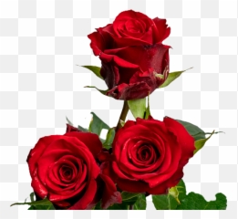 Get Fresh Cut Flowers From Kenya - Lovely Emoji,Work Emotion Cr Kiwami Crz
