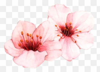 Happy Birthday Percy Jackson Ft Character Mood Boards - Cherry Blossom Watercolor Free Emoji,Sweet--emotion Tumbmr