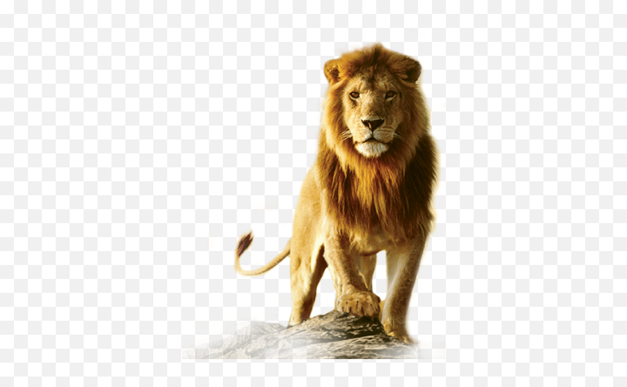 Free Transparent Lionhead Rabbit Png - Lion Walking Images Png Emoji,Lion Of Judah Emoji