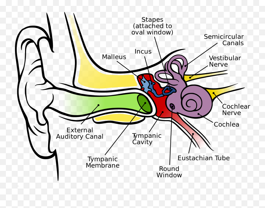 Ear Diagram Clip Art - Human Ear Anatomy Emoji,Emoji Ear Muffs