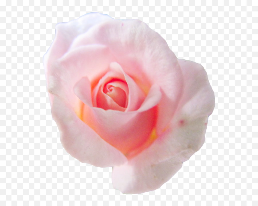 Centifolia Roses Flower Pink Petal Garden Roses - Pink Roses Pink Flower White Background Aesthetic Emoji,Flower Emoticon Tumblr
