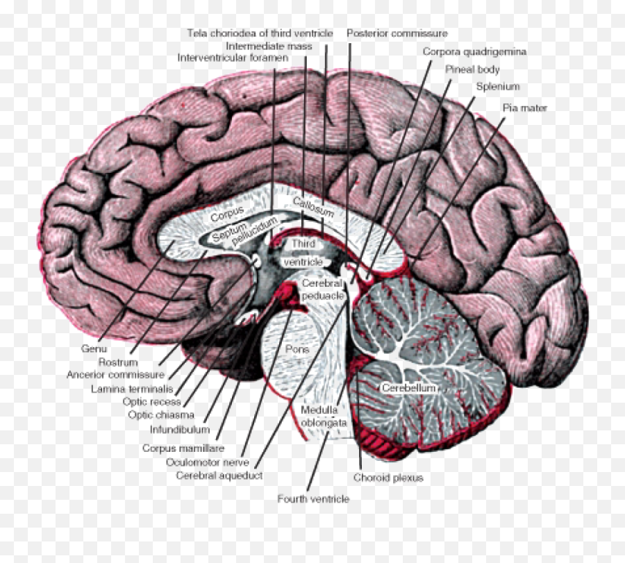 The Nervous System U2039 Opencurriculum - Sagittal Brain Emoji,Structures Of The Limbic System Involved With Emotions