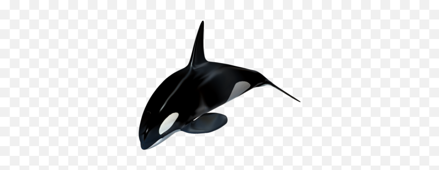 Killer Whale Whale Whales Orca - Orque Png Emoji,Orcas Emotions