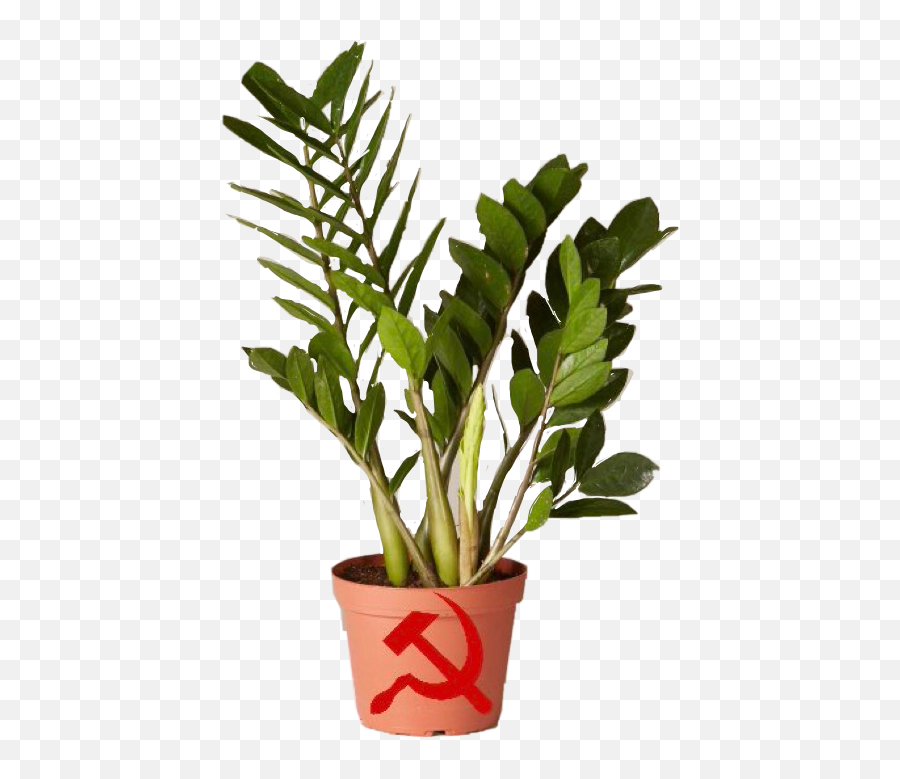 Communism Communist Plant Art Sticker By Emmakateh - Zz Plant Emoji,Emoji Art Communist Sign