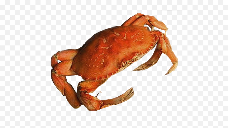 576x426 - Crab Png Transparent Emoji,Crab Emoji
