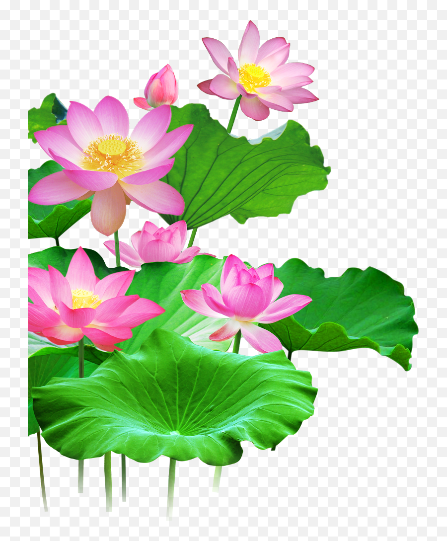 Mq Lotus Flower Flowers Pink Waters Green Leaf - Clip Art Lotus Flower Photo Download Emoji,Magnolia Emoji