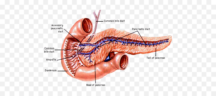 Beating Pancreatitis Emoji,Pancreas Emojis