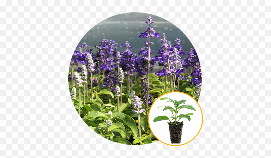 Salvia Plantlings Sally Blue Emoji,Salvia Sallyfun Blue Emotion