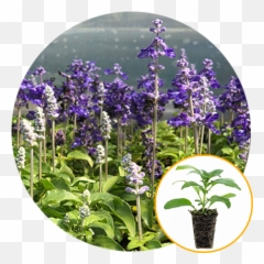 Salvia Plantlings Sally Blue Emoji,Salvia Sallyfun Blue Emotion