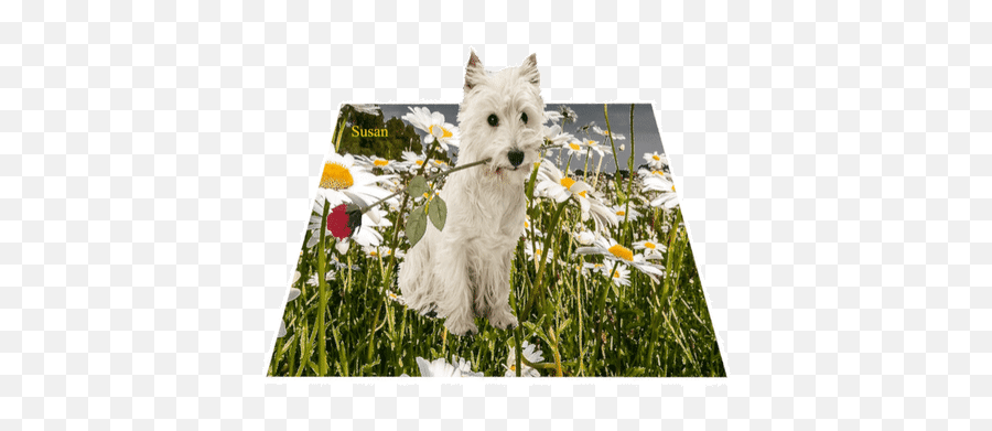 Top Rpg En Espanol Stickers For Android U0026 Ios Gfycat - Northern Breed Group Emoji,Scottie Dog Emoji