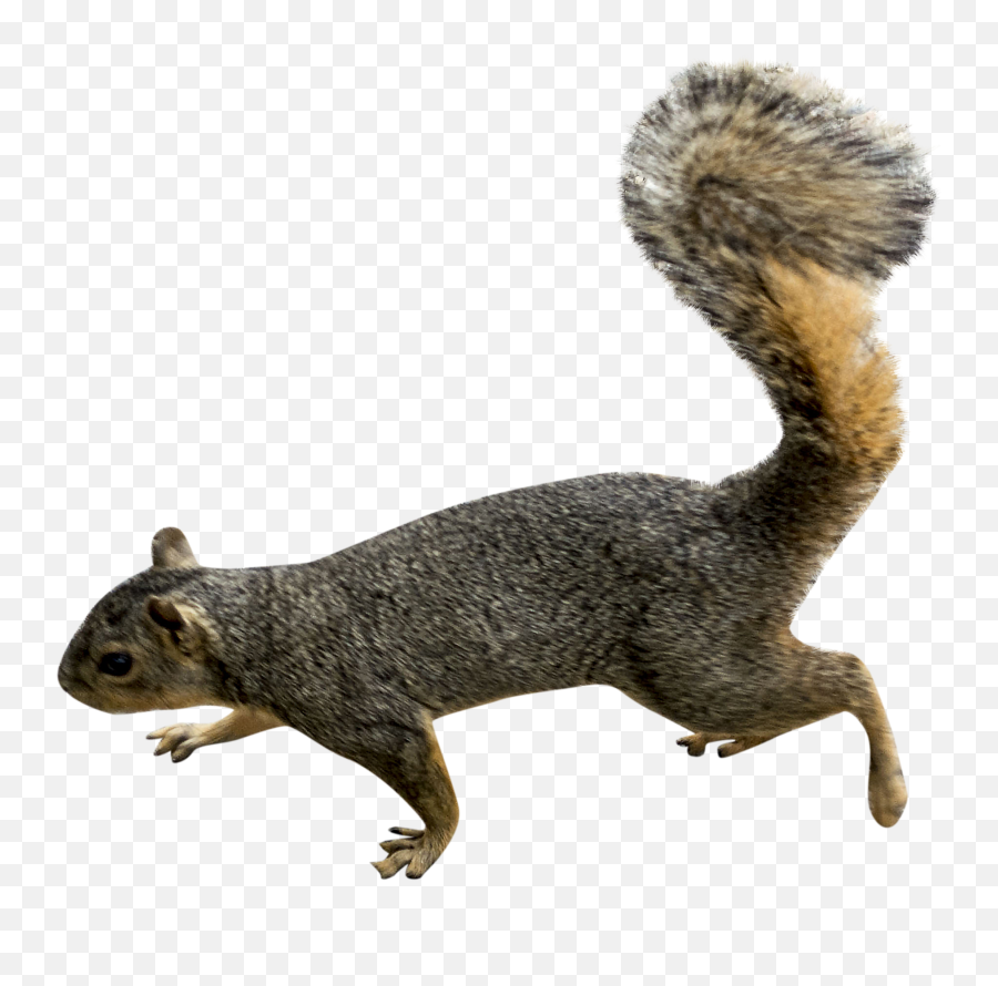 Tree Squirrel - Png Squirrel Emoji,Red Squirrel Emoji