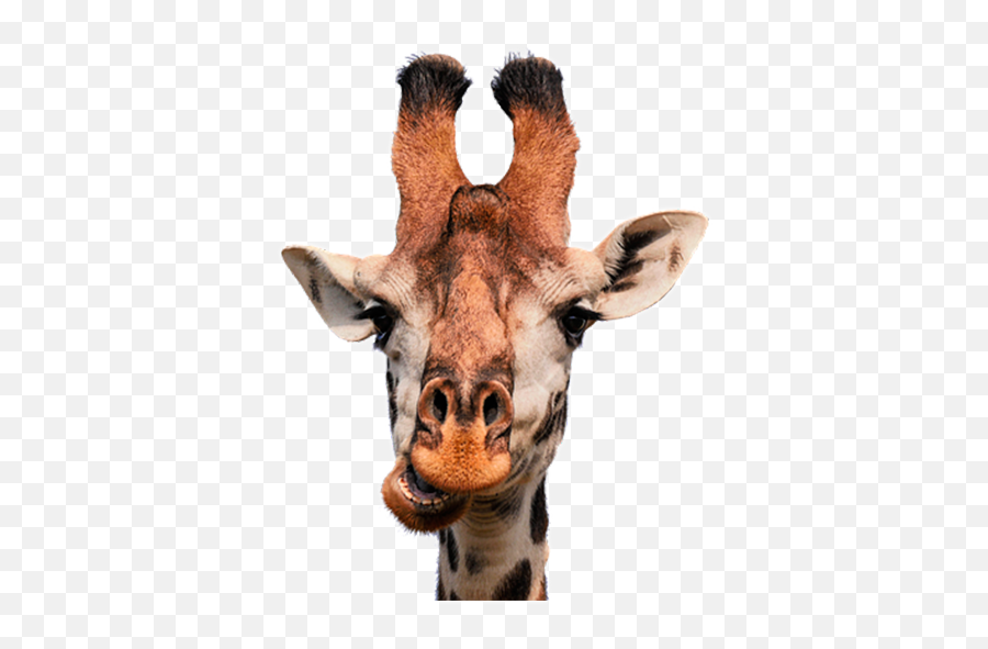 Animals Stickers - Bubble Gum Animal Art Emoji,Giraffe Emoji Whatsapp