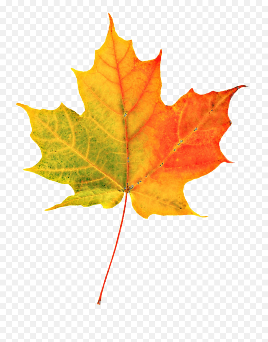 Maple Leaf Sticker - Autumn Emoji,Maple Leaf Emoji Png