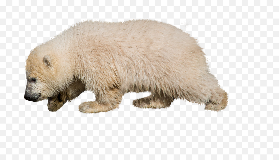 Snow Isolated Polar Bear - Polar Bear Emoji,Ice Bear Showing Emotion