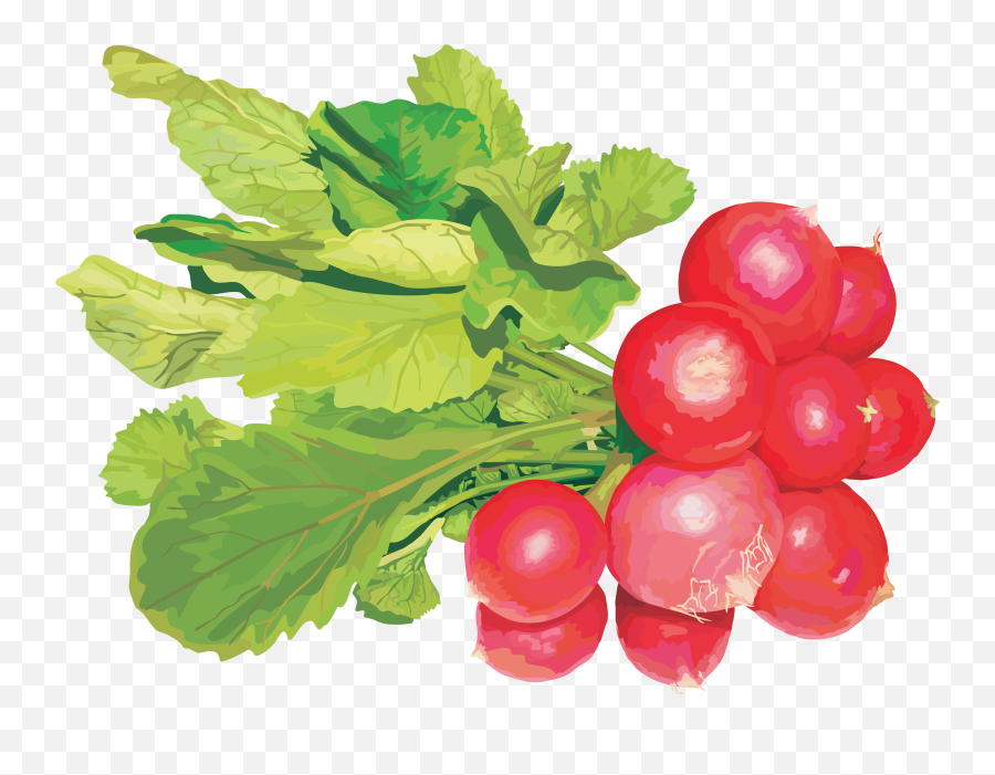 Vector Radish Png Image Transparent - Png Emoji,Vegetable Emojis No Background