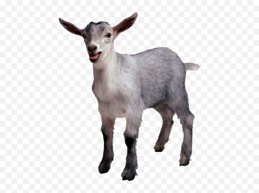 Horses Cows Pigs - Goat Feet Png Emoji,Ponyhoof Emoticons List