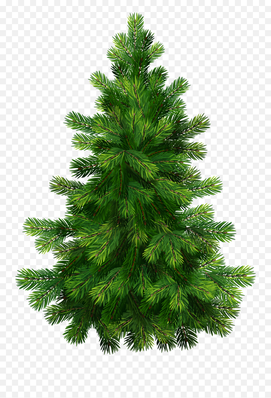 Real Christmas Trees Png - Transparent Pine Tree Png Emoji,Pine Tree And Plant Emojis Facebook