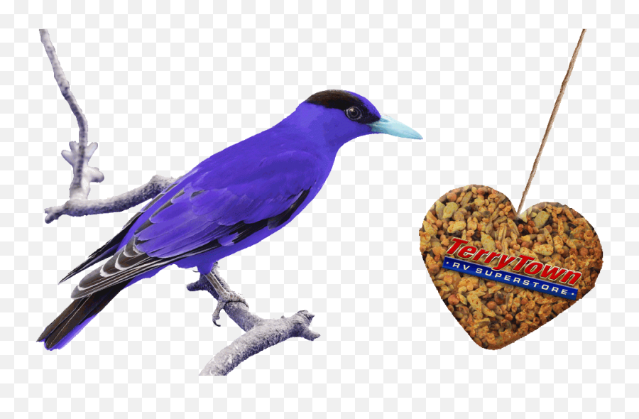 Keeping You Busy Archives Terrytown Rv Superstore Grand - Bird Supply Emoji,Spooning Emoticon