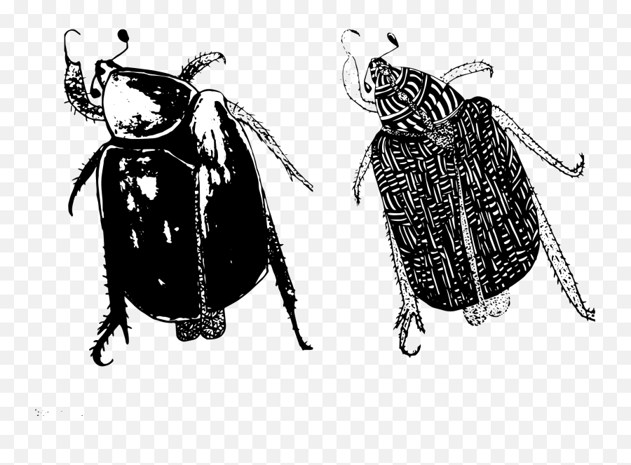 Why I Befriended A Cockroach - Beetles Emoji,Facebook Cockroach Emoticon