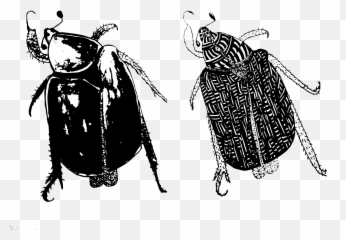 Why I Befriended A Cockroach - Beetles Emoji,Facebook Cockroach Emoticon