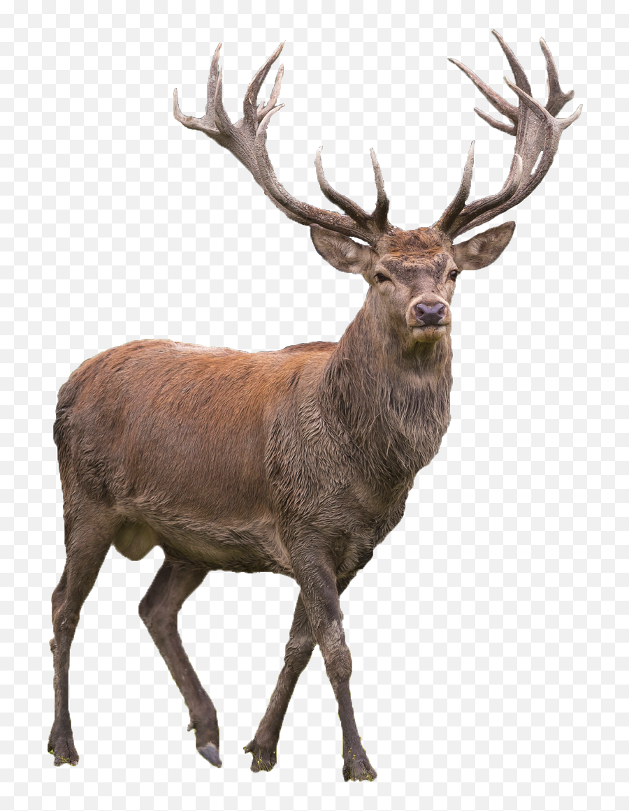 Reindeer Png Transparent Picture Png Mart Emoji,Hesrt Emojis Pinatas