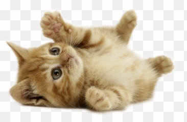 Catmoji - Kitty Emoji Keyboard And Imessage Stickers By Tom,Tabby Emojis Transparent