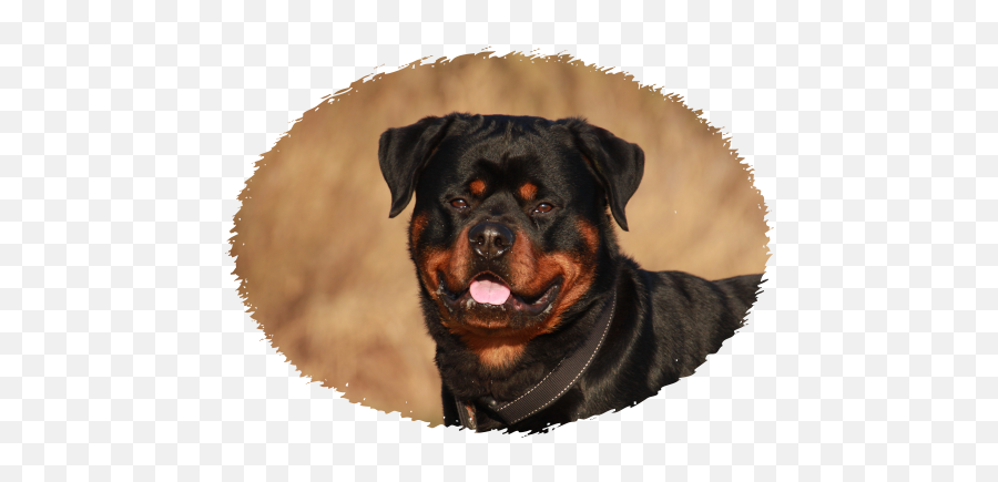 Rottweiler Puppies For Sale Woodburn - Rottweiler Dog Emoji,Rottweiler Emoji