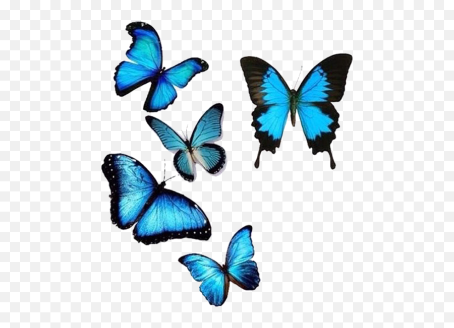 Botany Blue Butterflies Png Photo Png Arts Emoji,Blue Butterfly Emoji