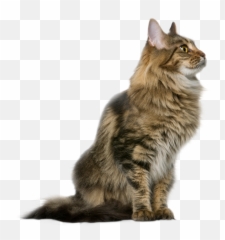 Purebites Turn Around The Bag And Look At Our Ingredients Emoji,Cat Emoji In Breaking Point