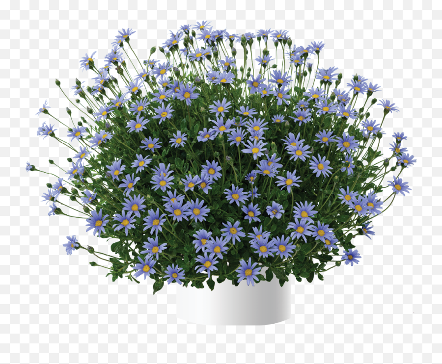 Blue - Flowerpot Emoji,Salvia Sallyfun Blue Emotion