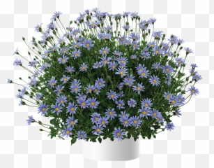 Blue - Flowerpot Emoji,Salvia Sallyfun Blue Emotion