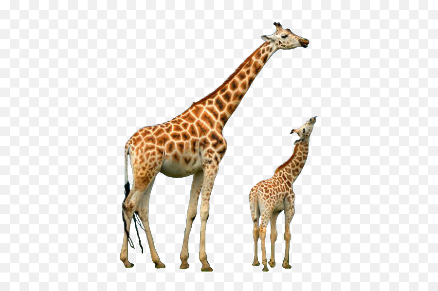 Sticker By Imagemanipulationconceptdesign2021 - Giraffe Puns Emoji,Giraffe Emoji Stickers For Android -giraffemoji