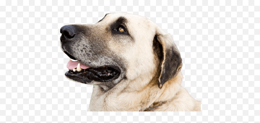 Dogs With The Strongest Bite Force U0026 Jaw Pressures Top 15 List - Kangal Dog Emoji,Emotion Chart Using Dogs