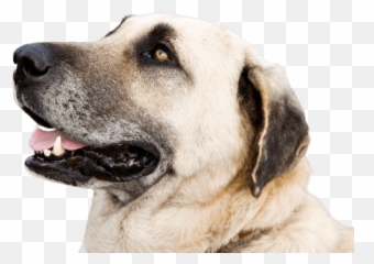 Dogs With The Strongest Bite Force U0026 Jaw Pressures Top 15 List - Kangal Dog Emoji,Emotion Chart Using Dogs
