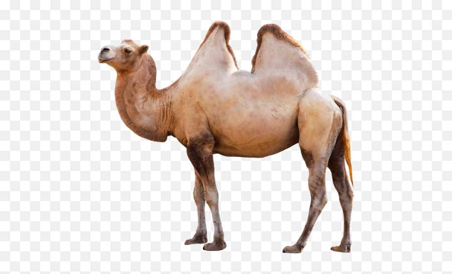 Camel Png Images Transparent Background - Camel Transparent Background Emoji,Clipart No Backs Transparent .png Format Emoticons