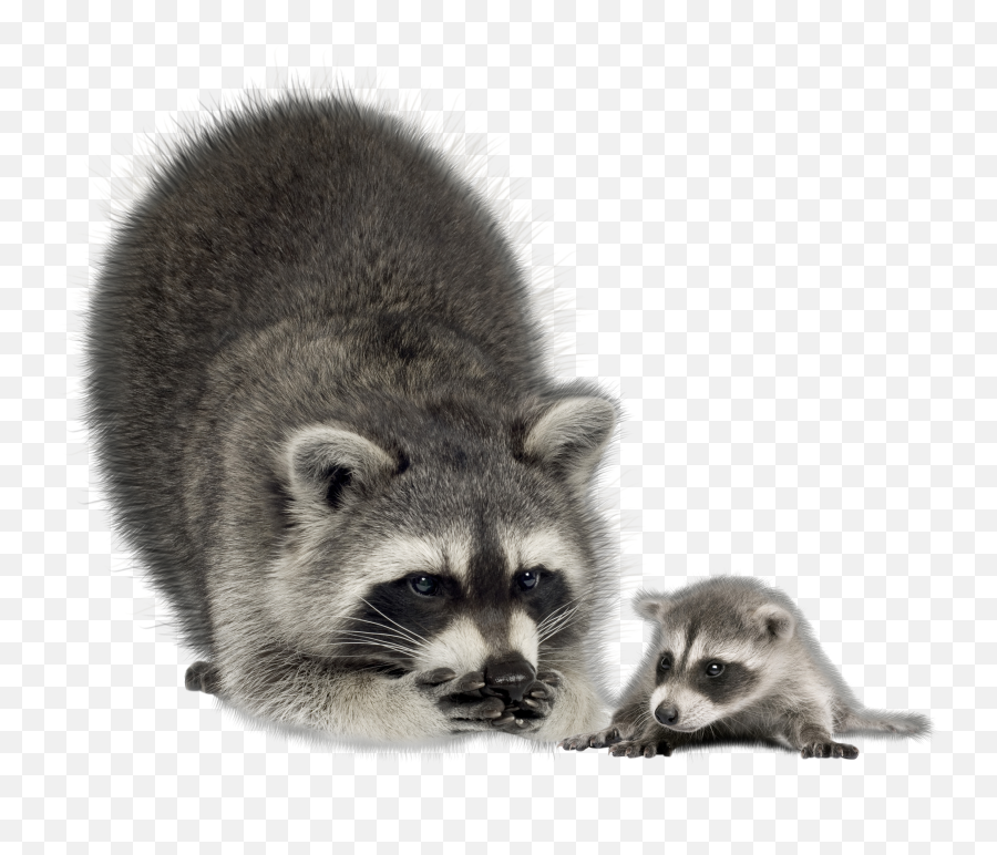 19 Raccoon Png Image Collection For Free Download - Raccoon Png Emoji,Raccoon Emoji Icon