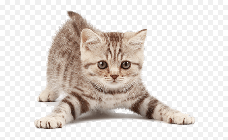 Cute Kitten Png Image Png Mart Emoji,Tabby Emojis Transparent