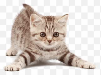 Cute Kitten Png Image Png Mart Emoji,Tabby Emojis Transparent